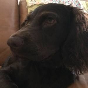 Meet your Posher, Beau